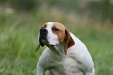 POINTER 123